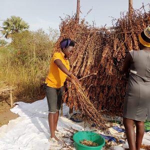 Read more about the article Post Harvest handling of Simsim