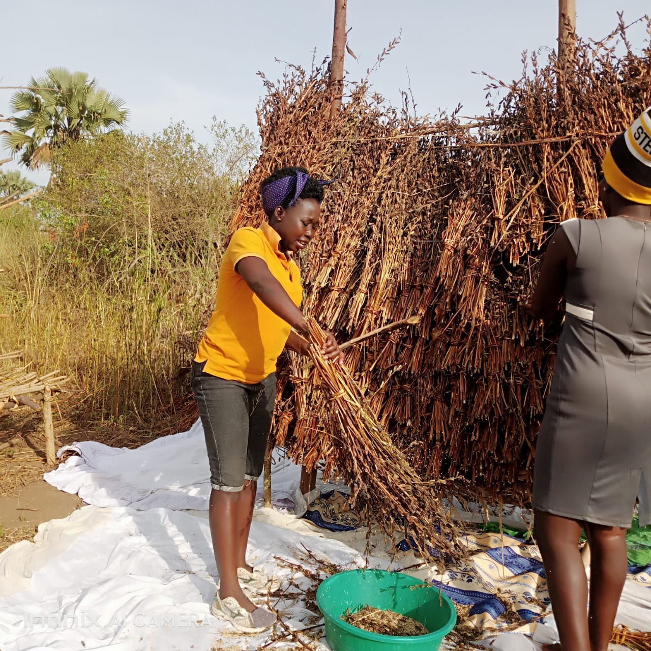 Read more about the article Post Harvest handling of Simsim